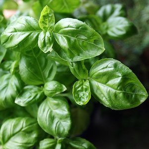 რეჰანი კალორიები