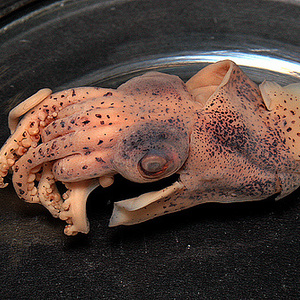 სიპია (Cuttlefish) კალორიები